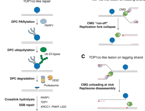 New Study Reveals PARP1’s Critical Role in Repairing DNA-Protein Crosslinks