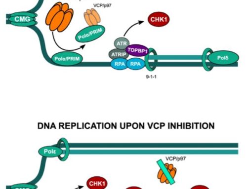 Collaboration between the labs of Lecona and Méndez uncovered a novel regulatory mechanism in DNA replication involving VPC/p97