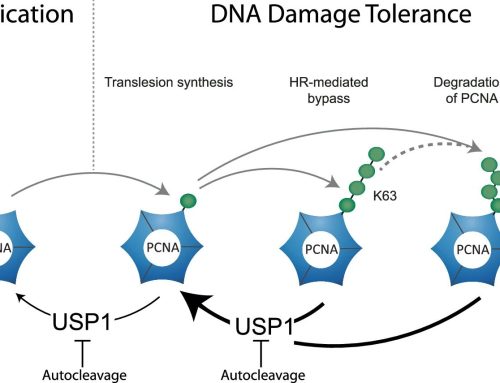Titia Sixma’s lab showed how USP1/UAF1 targets polyubiquitinated PCNA with an exo-cleavage mechanism