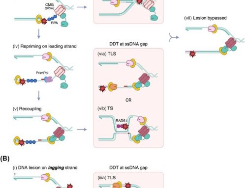 How cells replicate damaged DNA? Duxin lab revisited lesion bypass